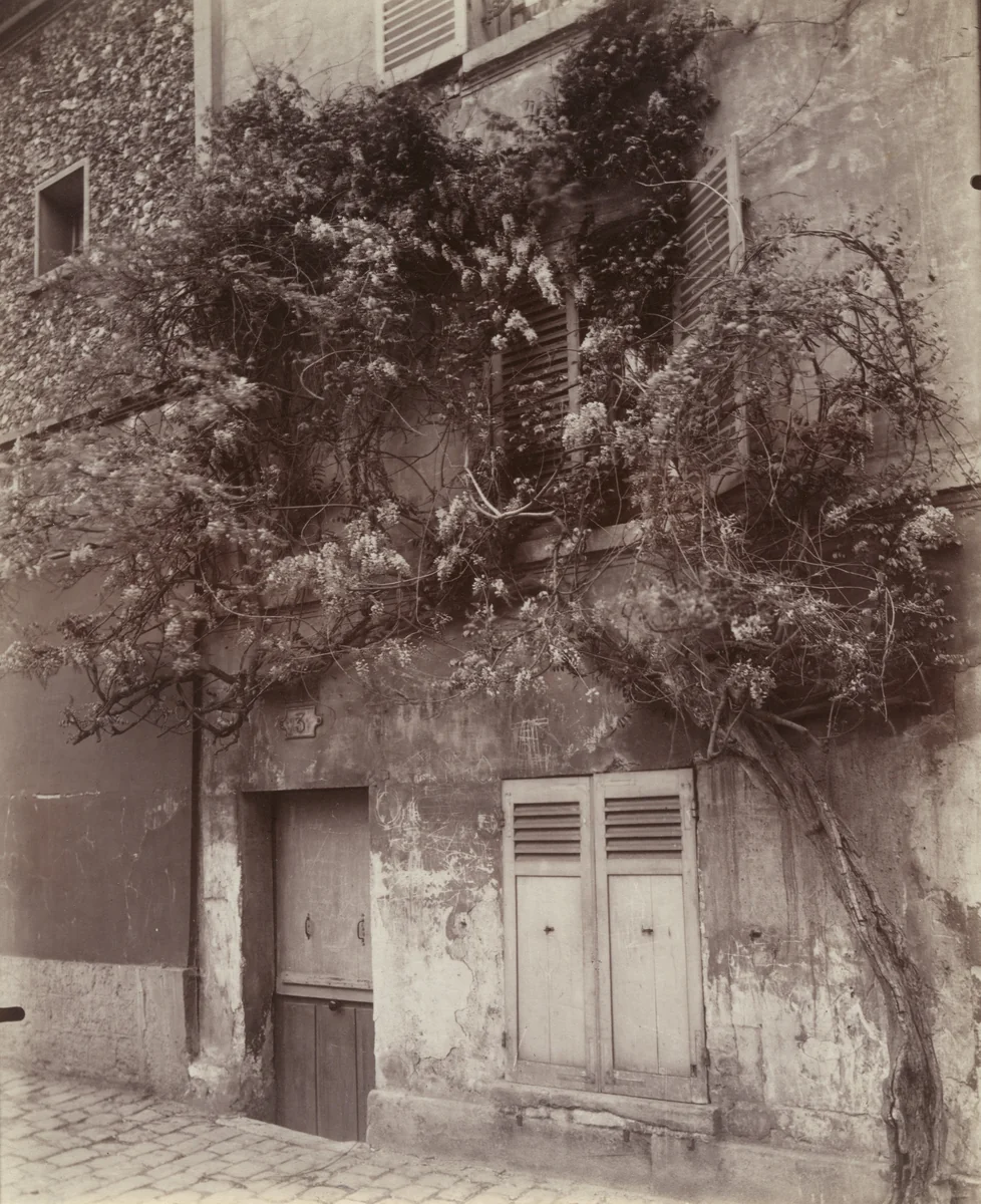 Glycine by Eugène Atget, photograph, 1922