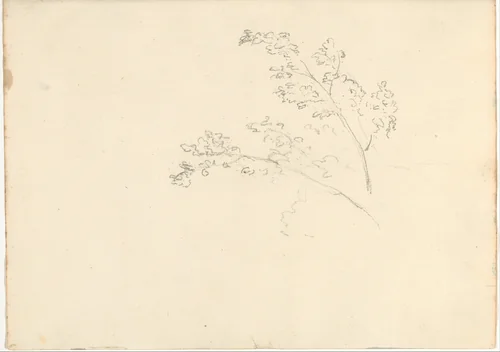 Tree branches (Smaller Italian sketchbook, leaf 30 recto) by Joseph Wright, drawing, 1774-1775
