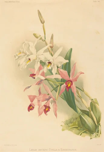 Laelia Anceps Stella & Barkeriana by Joseph Mansell
Henry George Moon, print, 1780-1899