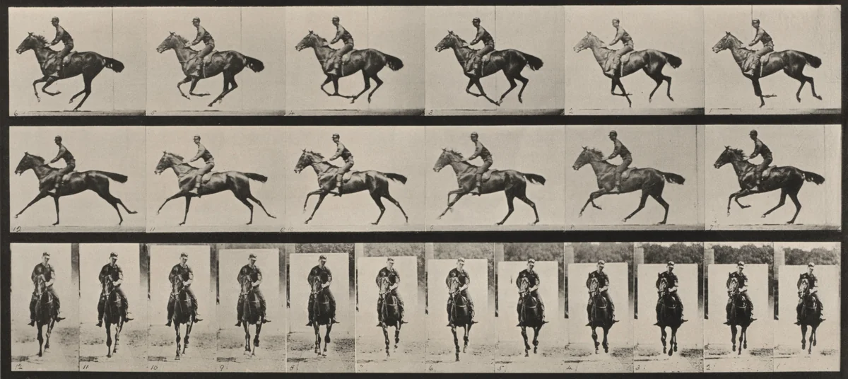 Plate Number 632. "Bouquet" galloping, saddled by Eadweard Muybridge, photograph, 1887