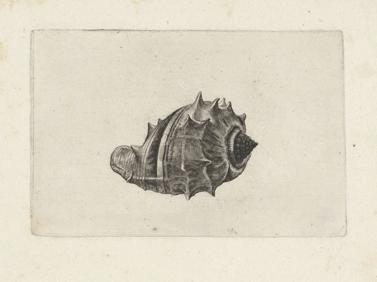 Schelp, melongena melongena by Wenceslaus Hollar, print, 1644-1652