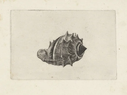Schelp, melongena melongena by Wenceslaus Hollar, print, 1644-1652