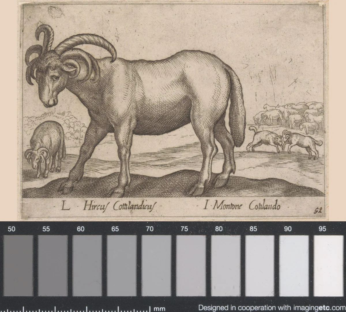 Geit met zes hoorns by Antonio Tempesta, print, 1565-1630