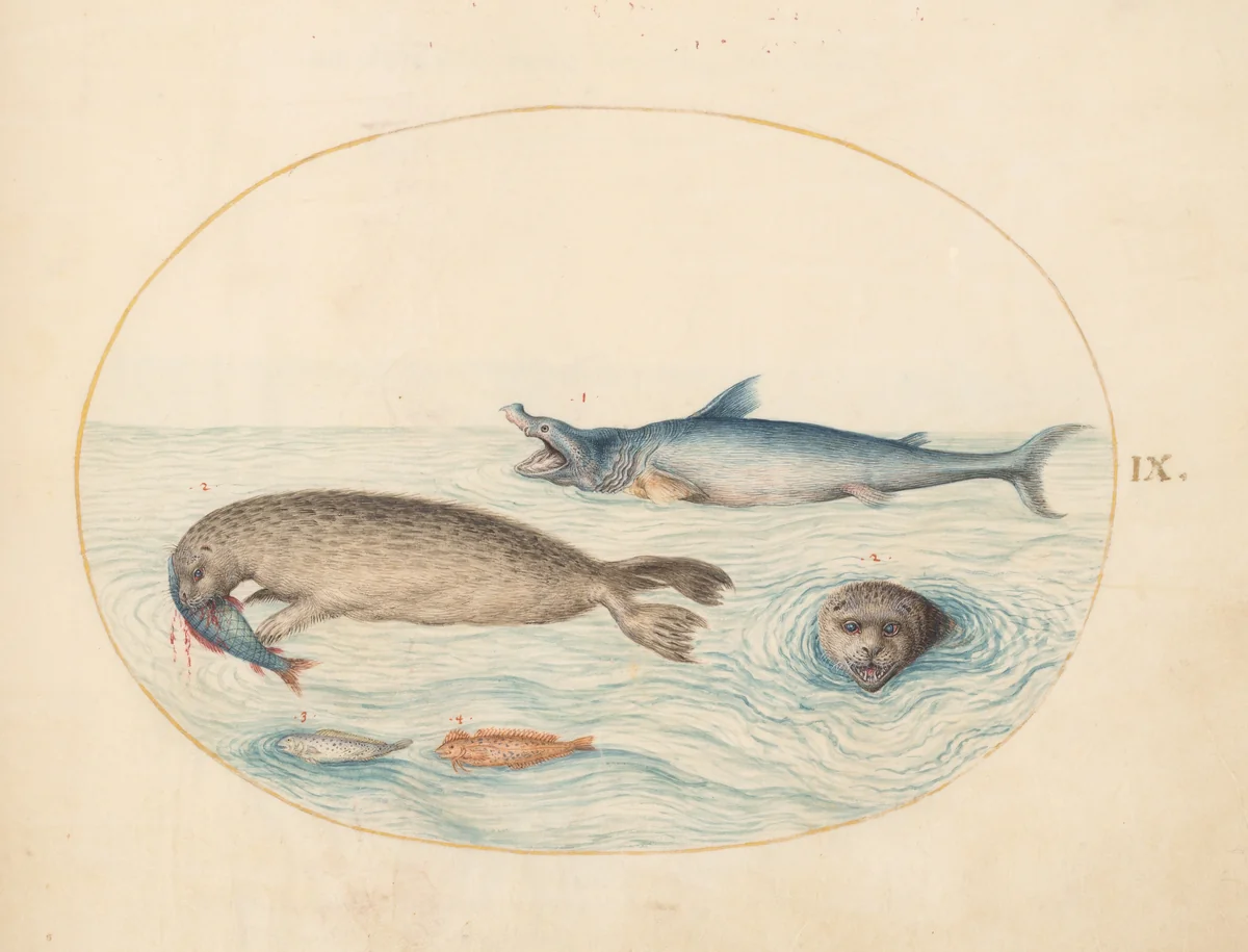 Plate 9: A Great White(?) Shark, Two Seals, and Two Fish by Joris Hoefnagel, drawing, 1570-1599