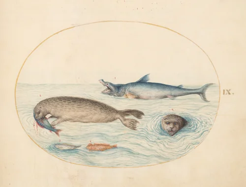 Plate 9: A Great White(?) Shark, Two Seals, and Two Fish by Joris Hoefnagel, drawing, 1570-1599