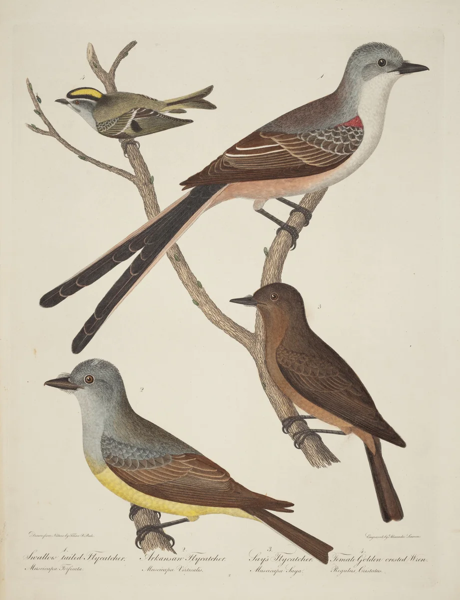 Swallow-tailed Flycatcher, Arkansas Flycatcher, Say's Flycatcher, and Female Golden-crested Wren by Titian Ramsay Peale, print, 1773-1846