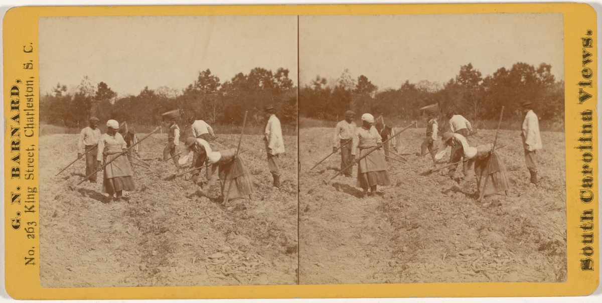 "Digging Sweet Potatoes in South Carolina" by George N. Barnard, photograph, 1864-1874