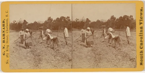 "Digging Sweet Potatoes in South Carolina" by George N. Barnard, photograph, 1864-1874