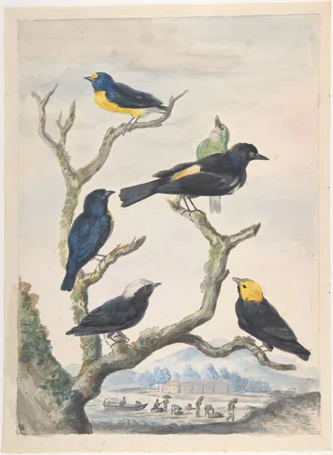 Six South American Birds by Abraham Meertens, drawing, 1762-1823
