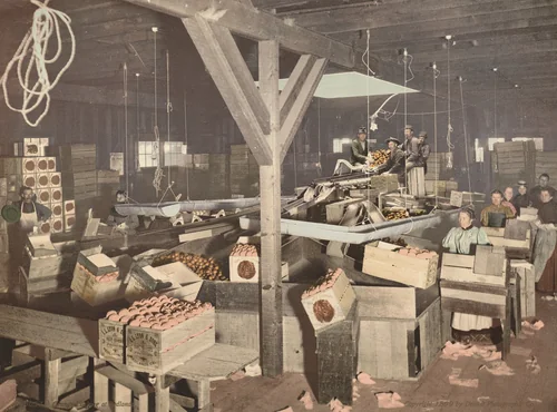 Orange Packing at Redlands by Detroit Photographic Company, photograph, 1899