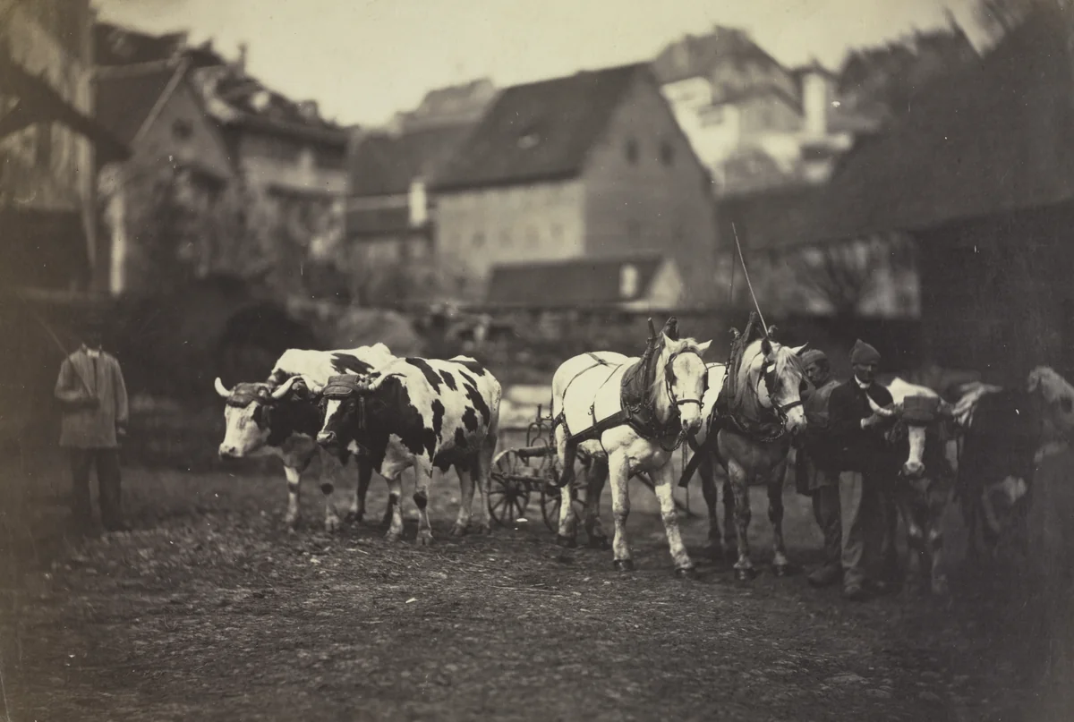 Untitled (Farm Animals) by Adolphe Braun, photograph, 1845-1855