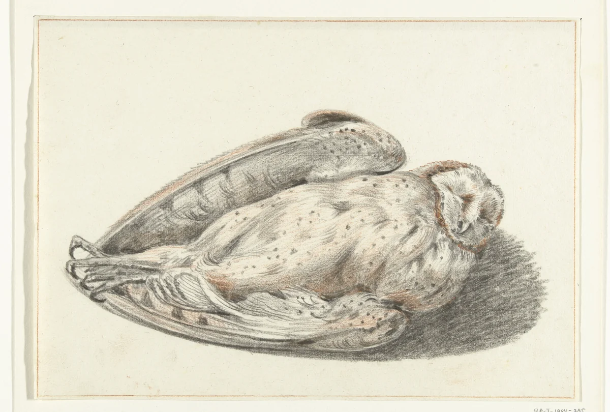 Dode uil by Jean Bernard, drawing, 1775-1833