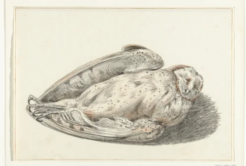 Dode uil by Jean Bernard, drawing, 1775-1833