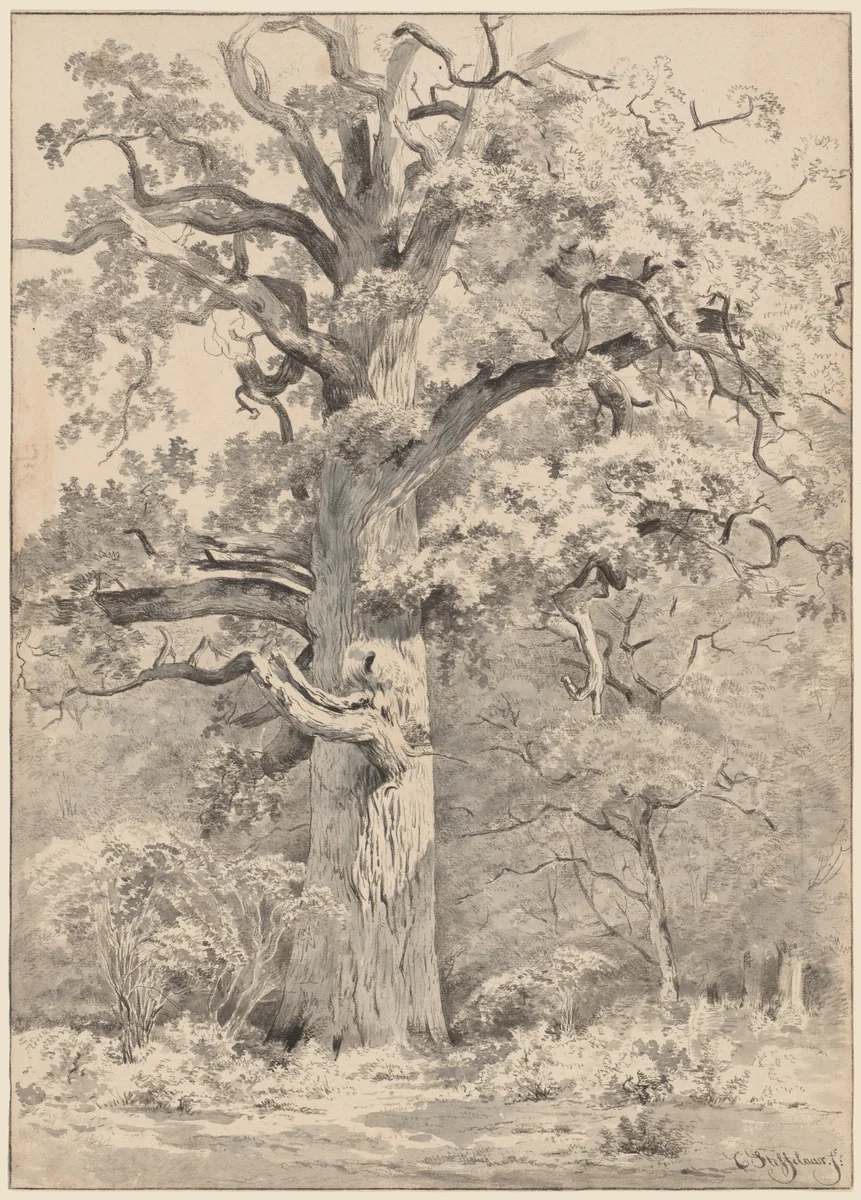 A Giant Oak at the Edge of a Forest by Cornelis Steffelaar, drawing, 1840