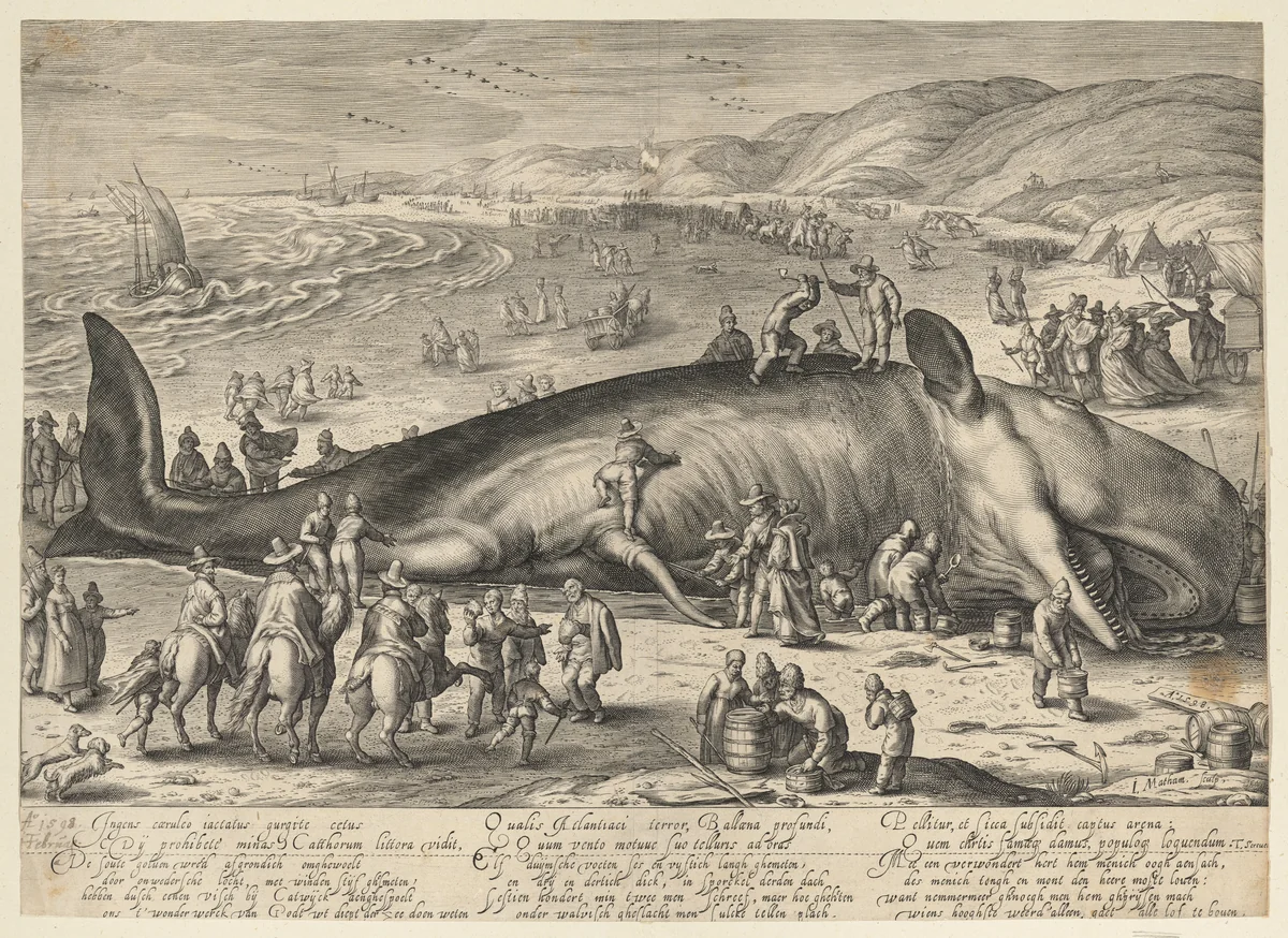 Sperm whale beached near Berkhey on 3 February, 1598 by Jacob Matham, print, 1598