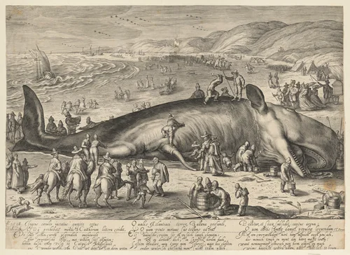 Sperm whale beached near Berkhey on 3 February, 1598 by Jacob Matham, print, 1598