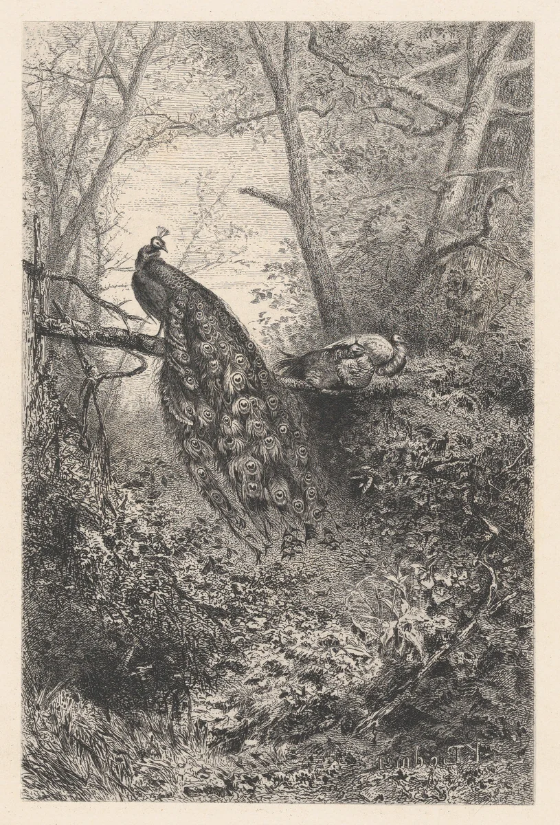 Peacocks on a Branch by Karl Bodmer, print, 1855-1865