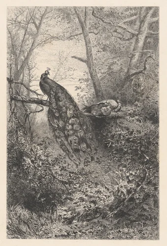 Peacocks on a Branch by Karl Bodmer, print, 1855-1865