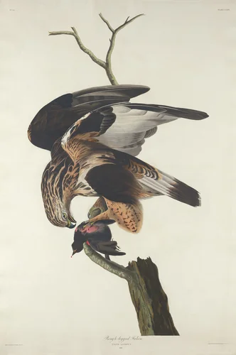 Rough-legged Falcon by Robert Havell, Jr.; John James Audubon, print, 1833