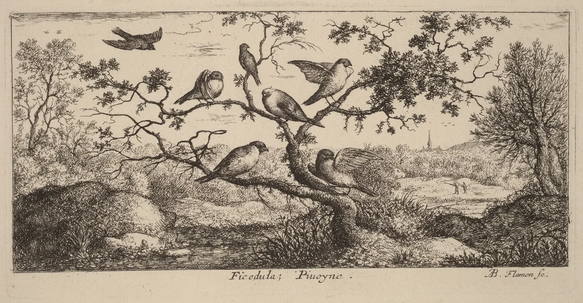 Ficedula, The Bullfinch by Albert Flamen, print, 1620-1669
