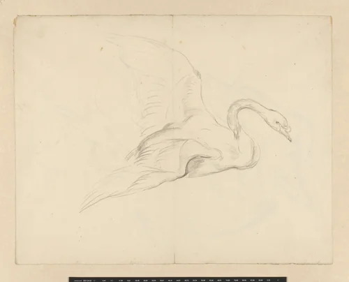 Studie van een zwaan by Aert Schouman, drawing, 1720-1792