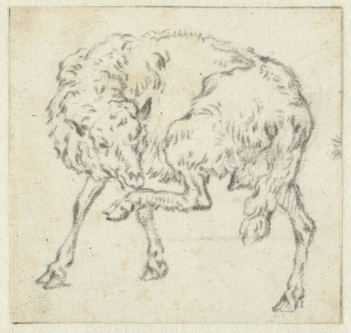 Sheep, Lifting its Left Hind Leg by anonymous, drawing, 1670