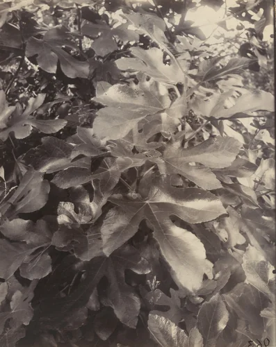 Figuier by Eugène Atget, photograph, 1919