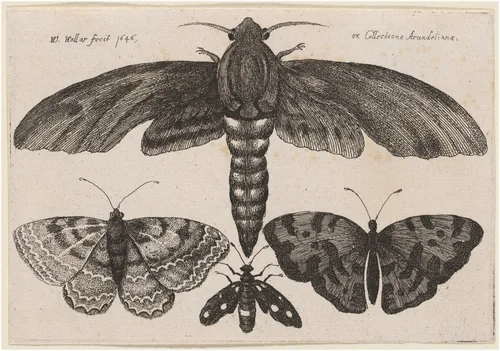 Moth and Three Butterflies by Wenceslaus Hollar, print, 1646
