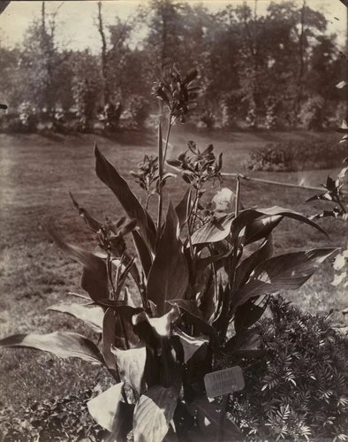 Balisier by Eugène Atget, photograph, 1900