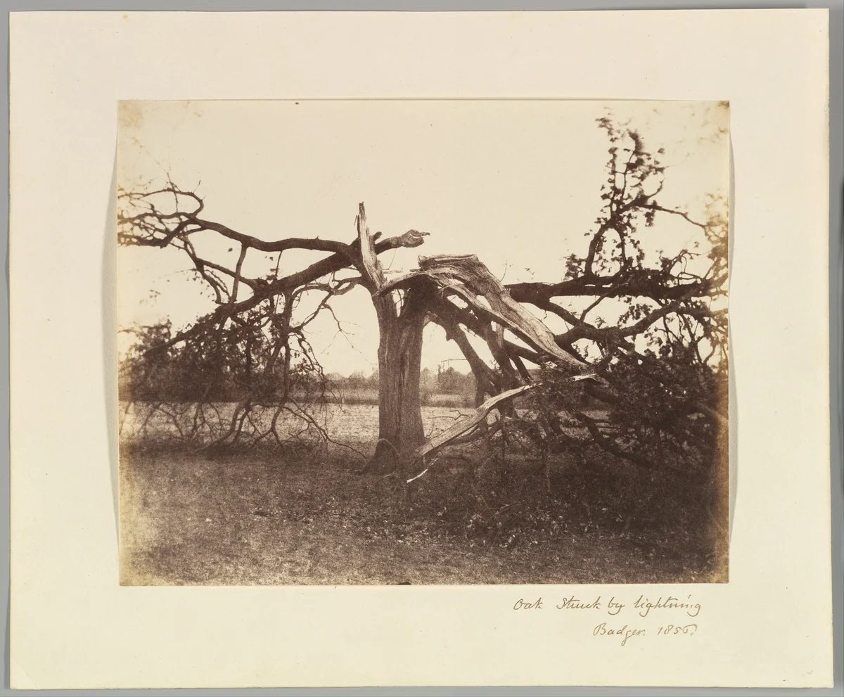 Oak Struck by Lightning, Badger, 1856. by Alfred Capel-Cure, photograph, 1856