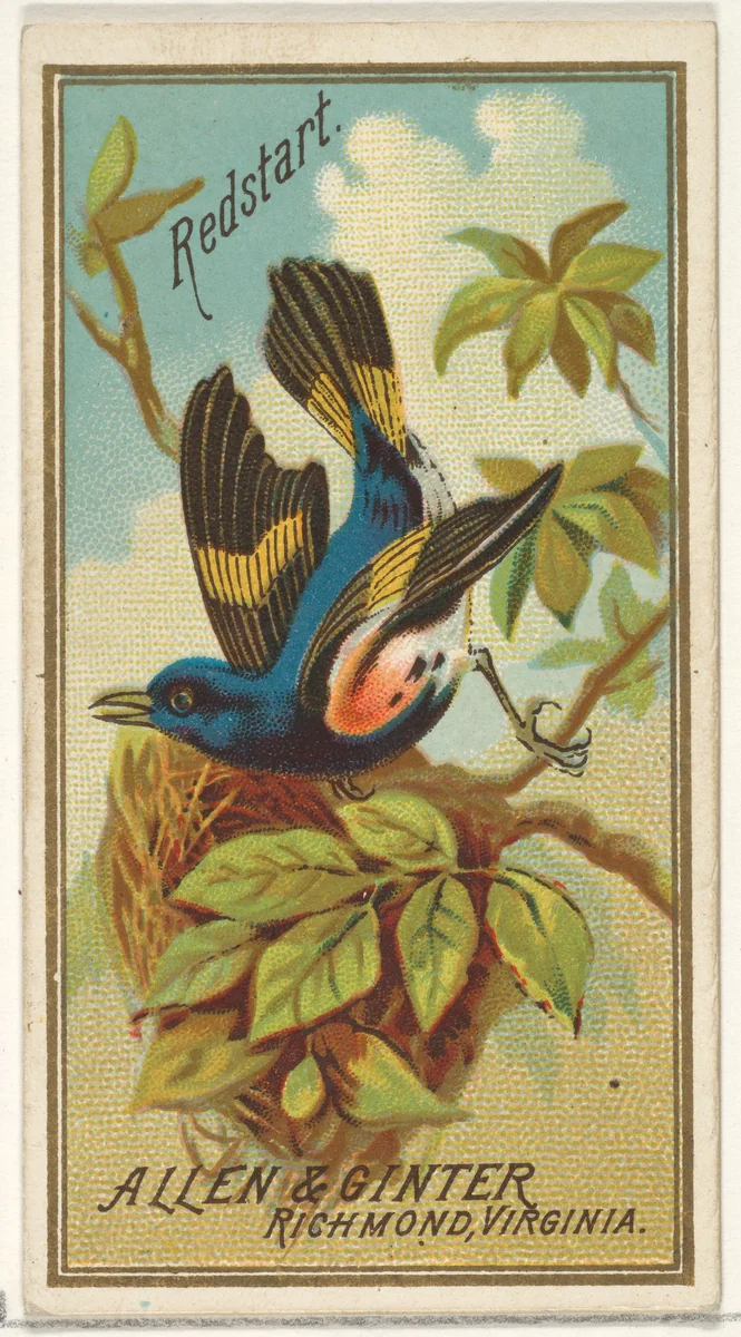 Redstart, from the Birds of America series (N4) for Allen & Ginter Cigarettes Brands by Allen & Ginter, print, 1888