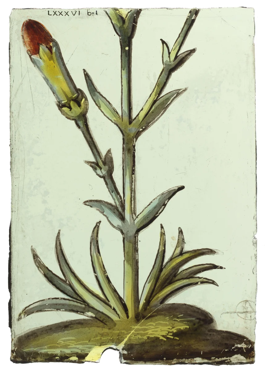 Onderste gedeelte van een ruit met een anjer by anonymous, other, 1650-1675