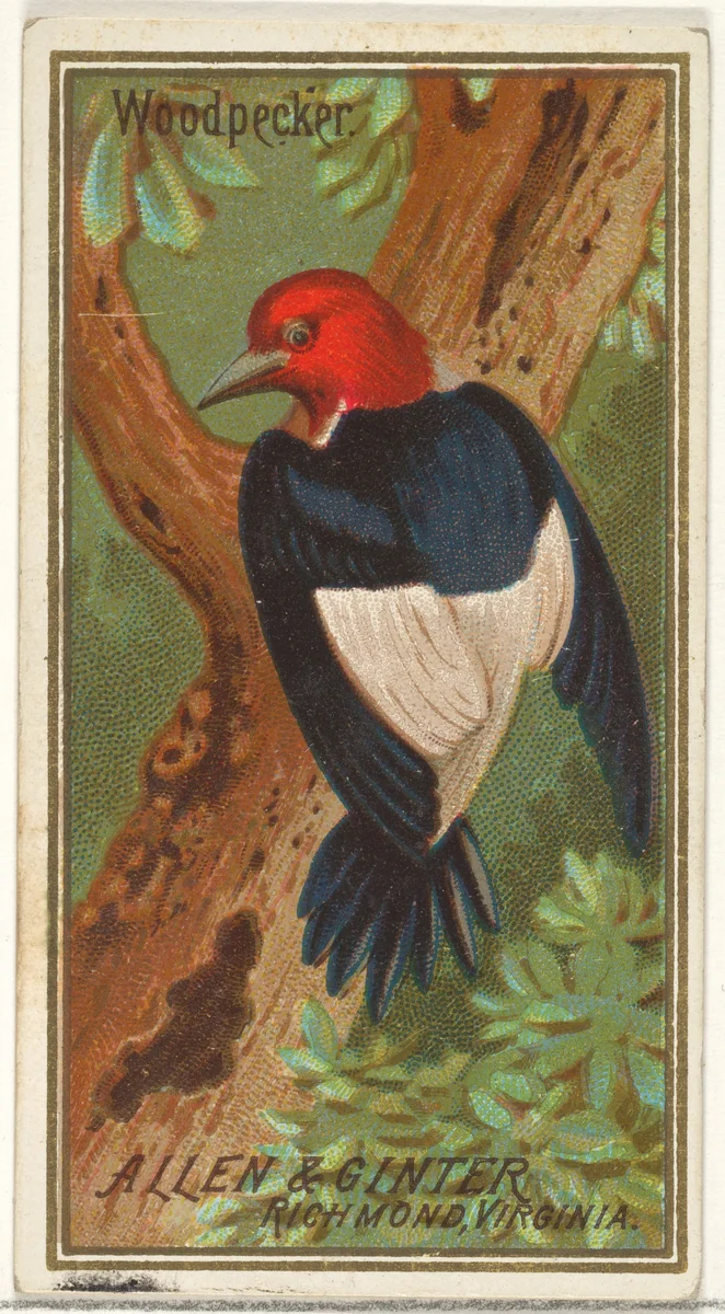 Woodpecker, from the Birds of America series (N4) for Allen & Ginter Cigarettes Brands by Allen & Ginter, print, 1888