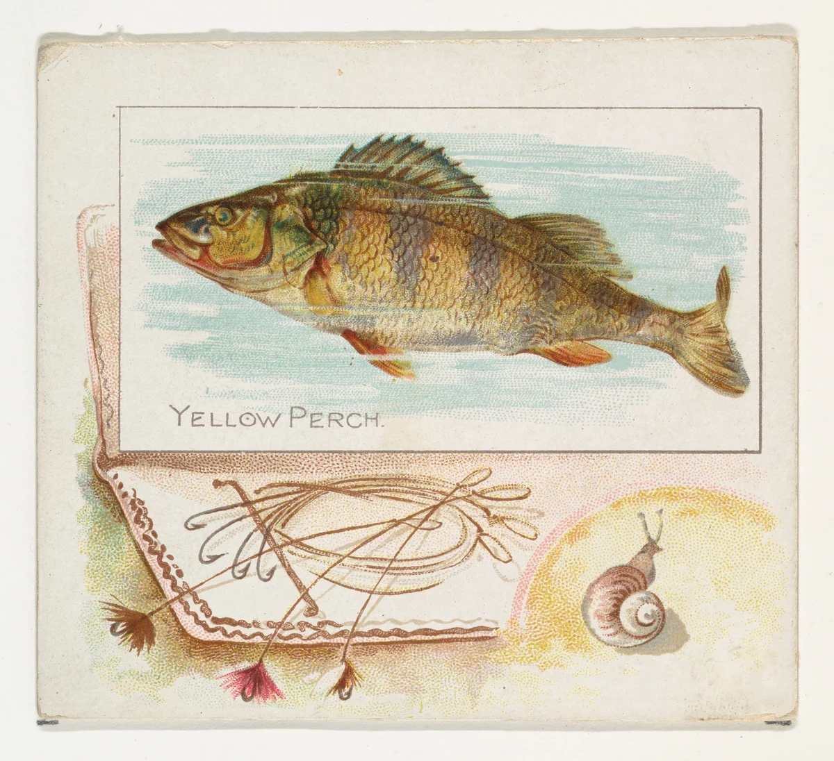 Yellow Perch, from Fish from American Waters series (N39) for Allen & Ginter Cigarettes by Allen & Ginter, print, 1889