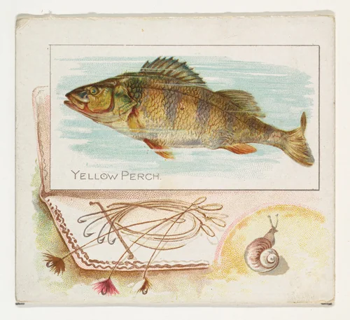 Yellow Perch, from Fish from American Waters series (N39) for Allen & Ginter Cigarettes by Allen & Ginter, print, 1889