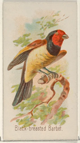Black-breasted Barbet, from the Song Birds of the World series (N23) for Allen & Ginter Cigarettes by Allen & Ginter, print, 1890