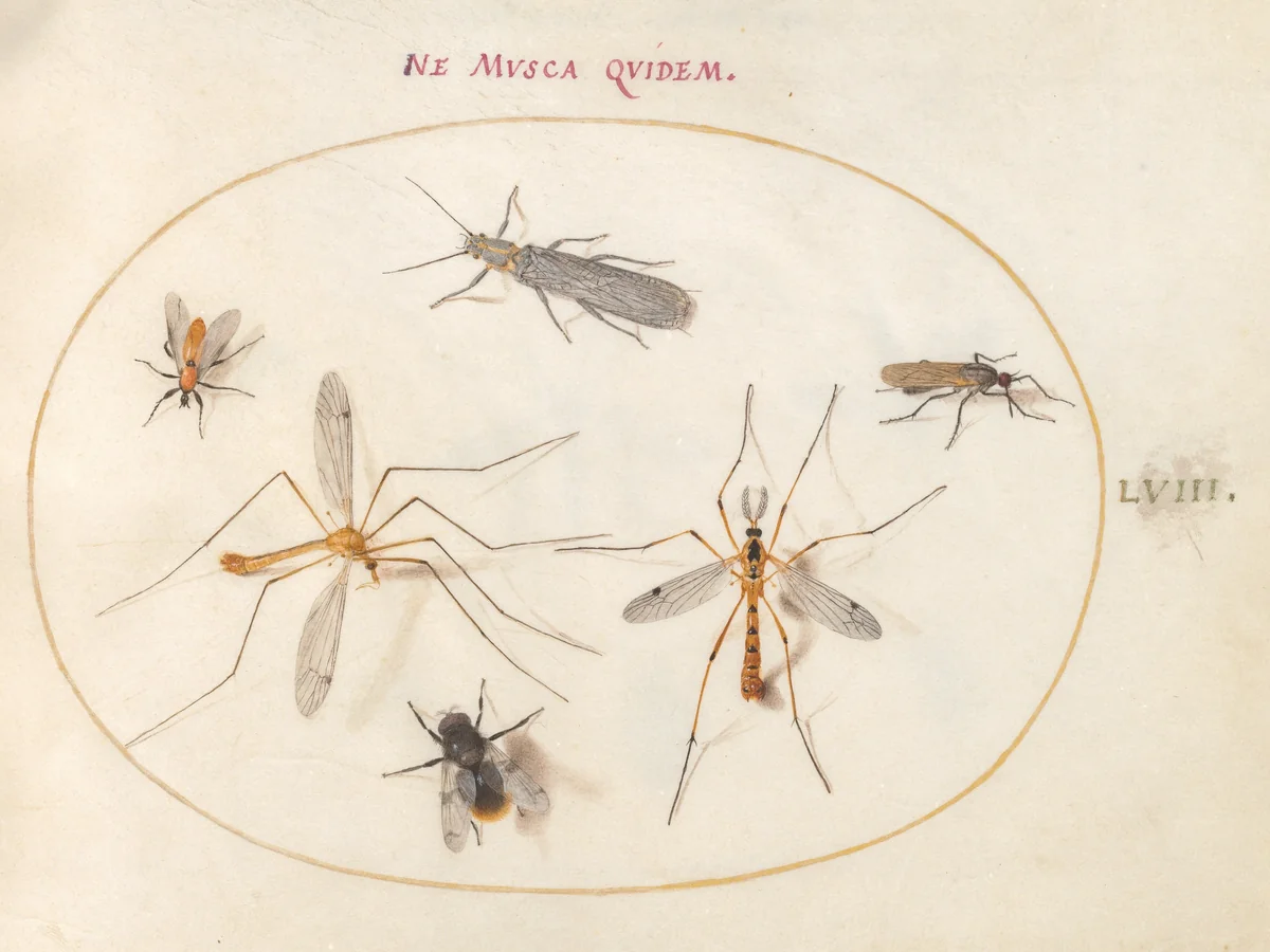 Plate 58: A Bee and Five Other Insects by Joris Hoefnagel, drawing, 1570-1599