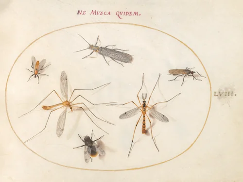 Plate 58: A Bee and Five Other Insects by Joris Hoefnagel, drawing, 1570-1599