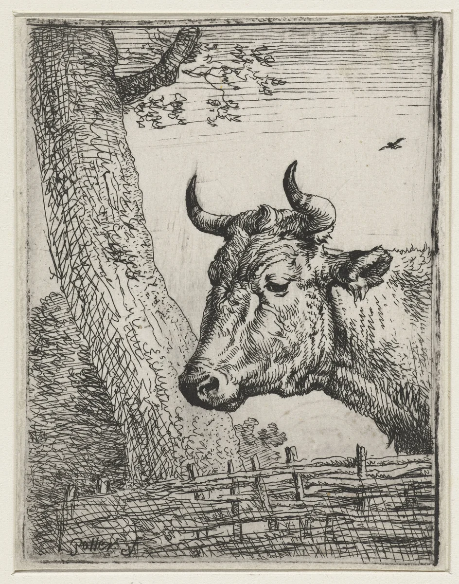 Kop van een koe by Paulus Potter, print, 1635-1654