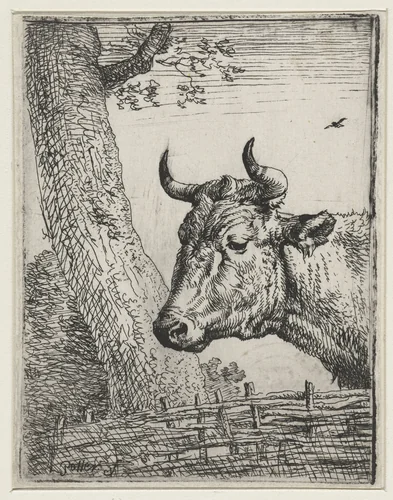 Kop van een koe by Paulus Potter, print, 1635-1654