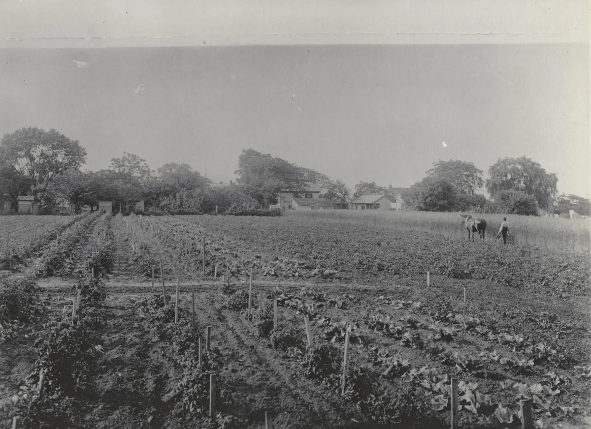 Agriculture. The Experiment Farm by Frances Benjamin Johnston, photograph, 1899