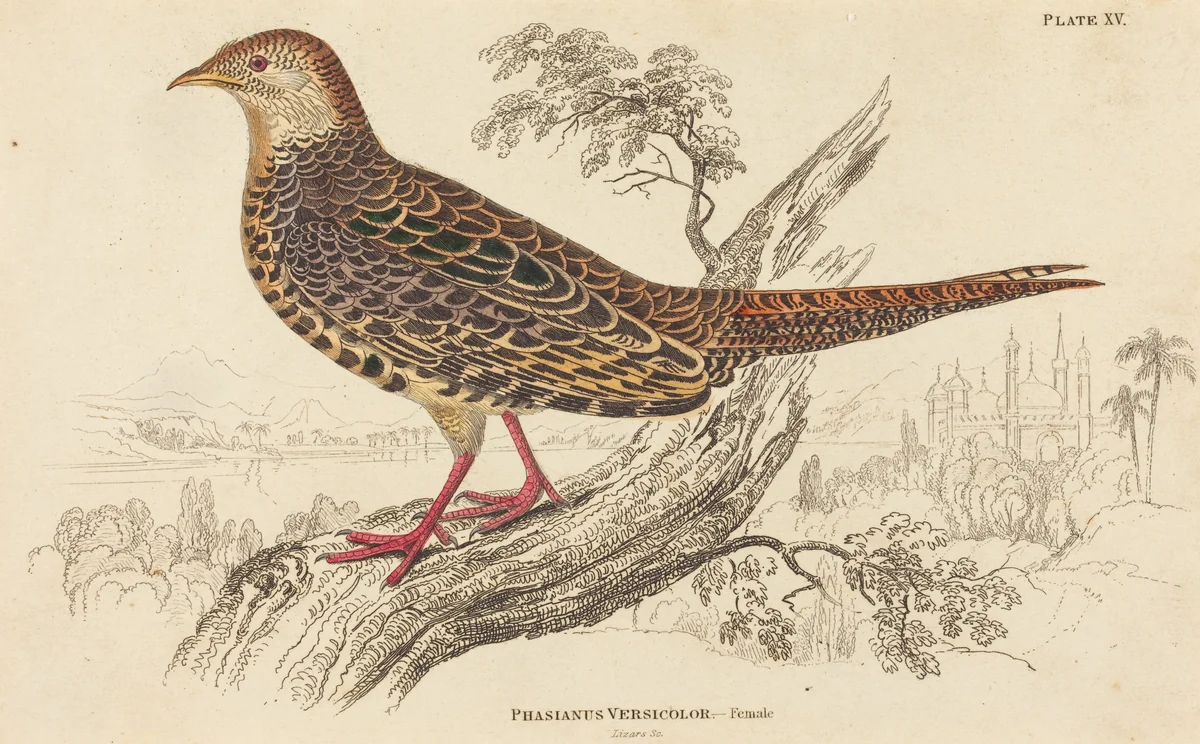 Phasianus Versicolor - Female by William Home Lizars, print, 1788-1859