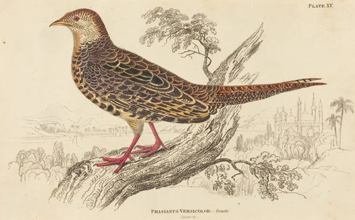 Phasianus Versicolor - Female by William Home Lizars, print, 1788-1859