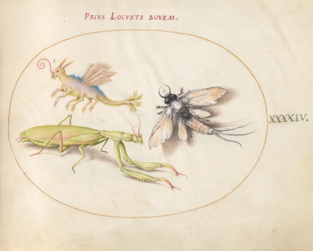 Plate 44: Mantis, Mayfly, and a Fictional Locust by Joris Hoefnagel, drawing, 1570-1599