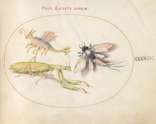 Plate 44: Mantis, Mayfly, and a Fictional Locust by Joris Hoefnagel, drawing, 1570-1599