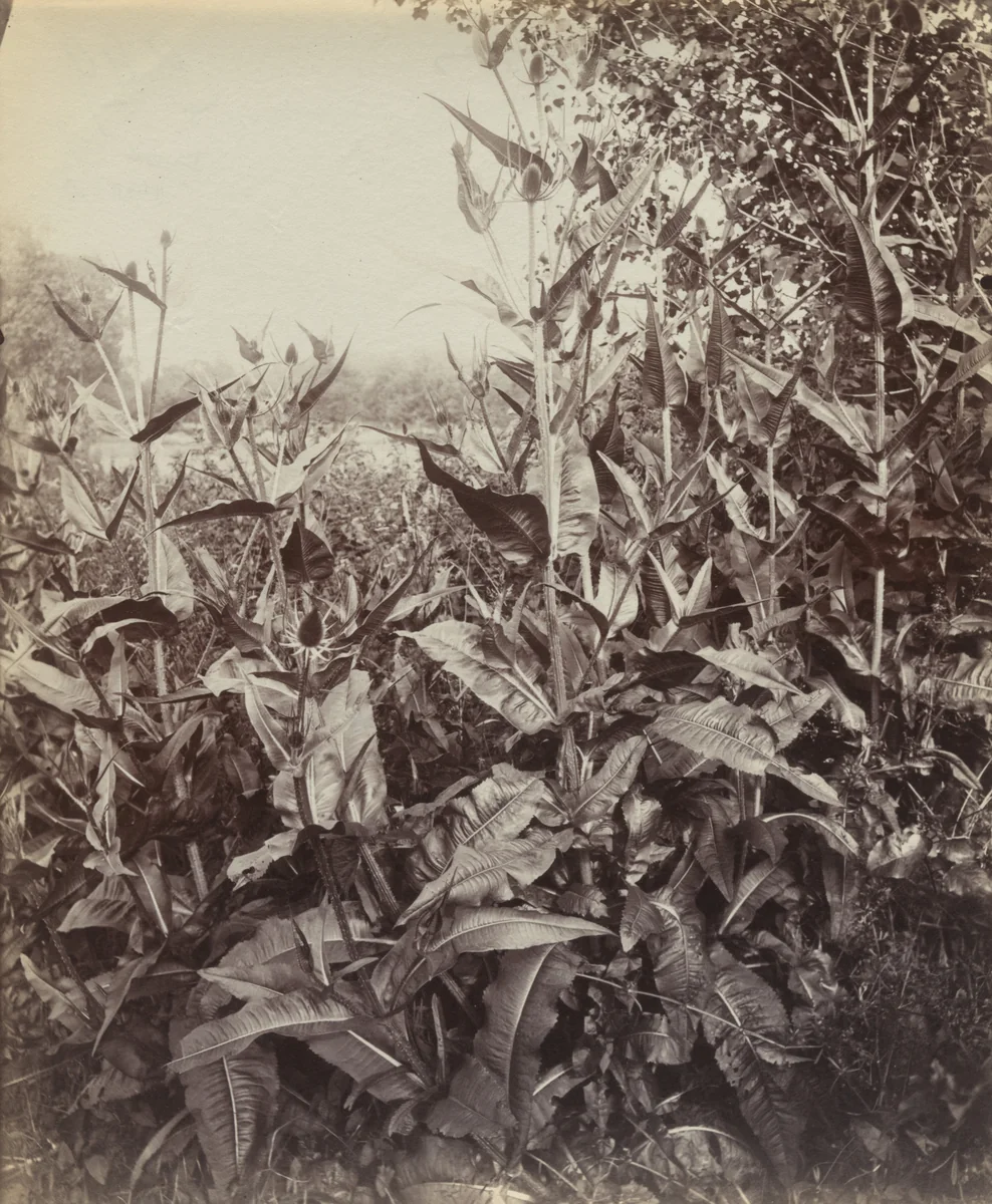 Peignes by Eugène Atget, photograph, 1919