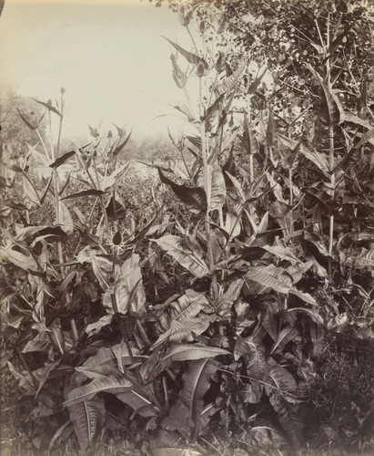 Peignes by Eugène Atget, photograph, 1919