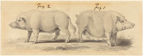 Two Chinese Pigs by Samuel Howitt, drawing, 1765-1822