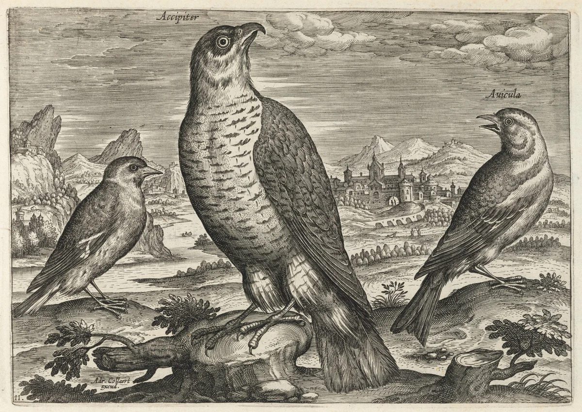 Hawk and Sparrows by Adriaen Collaert, print, 1595-1605