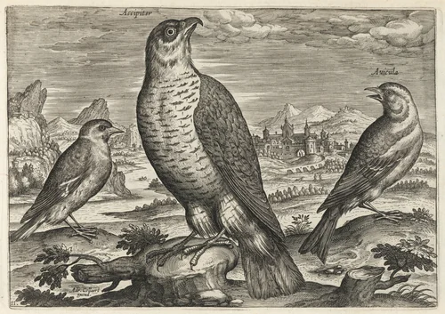 Hawk and Sparrows by Adriaen Collaert, print, 1595-1605